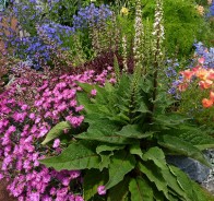 Коровяк (Verbascum)