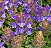 Шлемник байкальский ( Scutellaria Baicalensis)