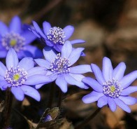 Печеночница (Hepatica)