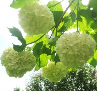 Калина (Viburnum) 