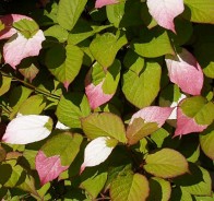 Актинидия (Actinidia)