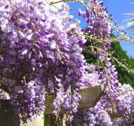 Глициния (Wisteria)