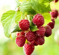 Малина (Rubus)