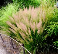 Вейник (Calamagrostis)