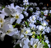 Экзохорда (Exochorda)