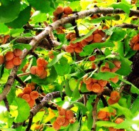 Гинкго Билоба (Ginkgo Biloba)