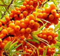 Облепиха (Hippophae)