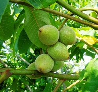 Орех (Juglans)