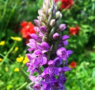Пальчатокоренник (Dactylorhiza)