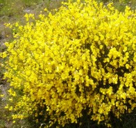 Ракитник (Cytisus)