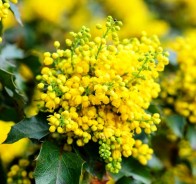 Магония (Mahonia)