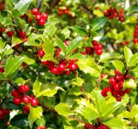 Падуб (Ilex)