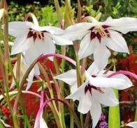 Ацидантера (Acidanthera)