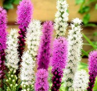 Лиатрис (Liatris)