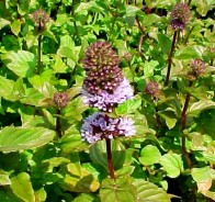 Мята (Mentha)