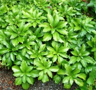 Пахизандра (Pachysandra)