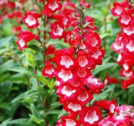 Пенстемон (Penstemon)