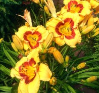 Лилейник, красоднев, или гемерокалис (Hemerocallis) 