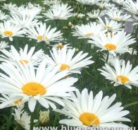 Нивяник (Leucanthemum)