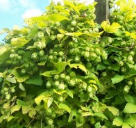 Хмель (Humulus)