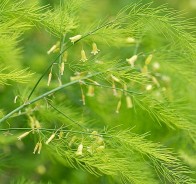 Спаржа (Asparagus)