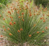 Ситник (Juncus)