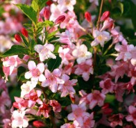 Вейгела (Weigela)