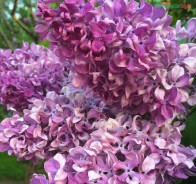 Сирень (Syringa)