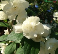 Чубушник (Philadelphus)