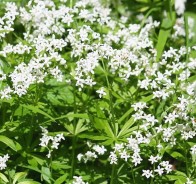 Подмаренник (Galium)