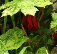 Подофилл (Podophyllum)