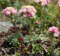 Антеннария (Antennaria)