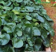 Копытень (Asarum)