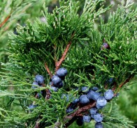 Можжевельник (Juniperus)