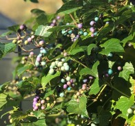 Виноградовник железистый (Ampelopsis glandulosa)