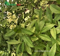 Бирючина (Ligustrum) 