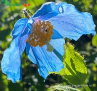 Меконопсис (Meconopsis)