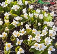 Сангвинария (Sanguinaria)