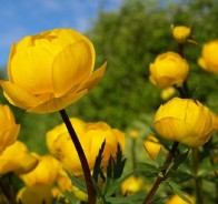 Купальница (Trollius)