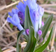 Мертензия (Mertensia)