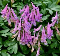 Хохлатка (Corydalis)