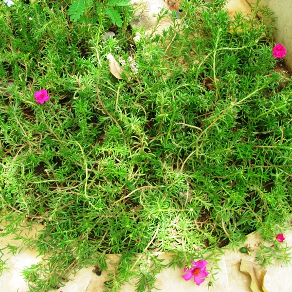 Портулак – Portulaca. Виды. Условия выращивания.