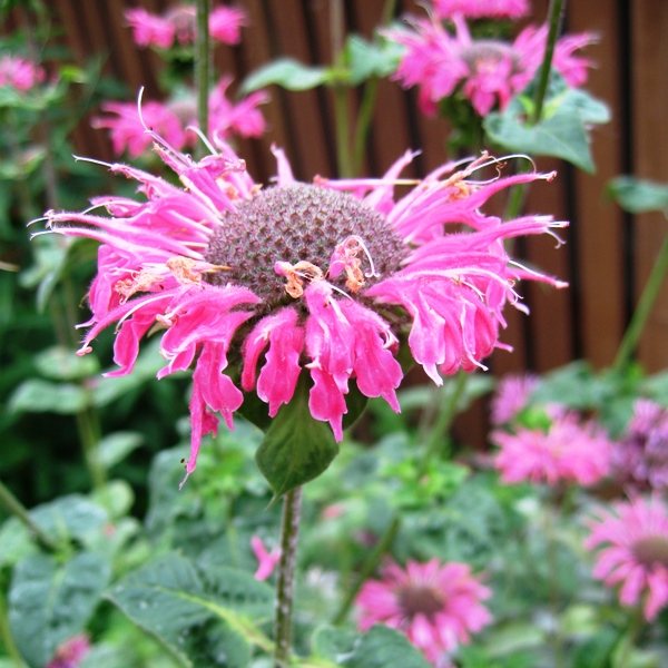 Монарда (Monarda).