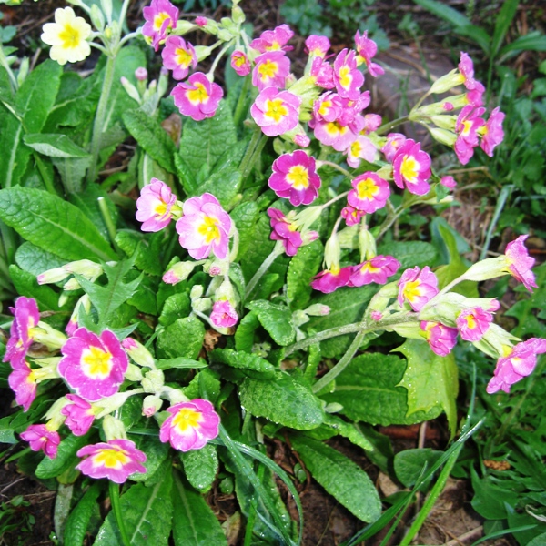 Примула – Primula. Виды. Описание. Условия выращивания