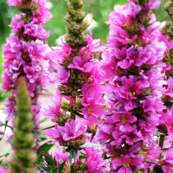 Дербенник иволистный Роберт (Lythrum salicaria Robert)