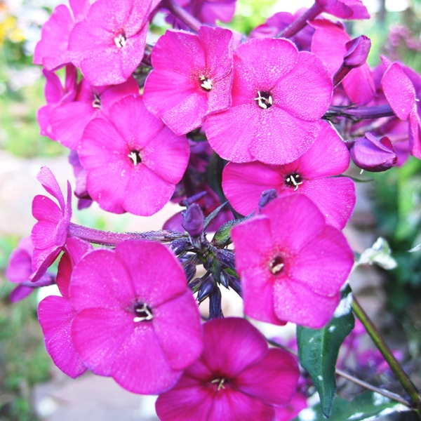 Флокс – Phlox. Описание. Виды. Условия выращивания.