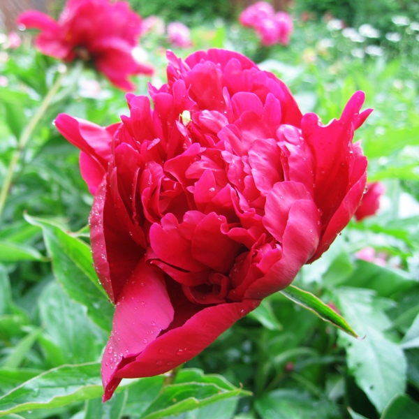 Пионы – Paeonia. Описание. Условия выращивания. Виды и сорта.