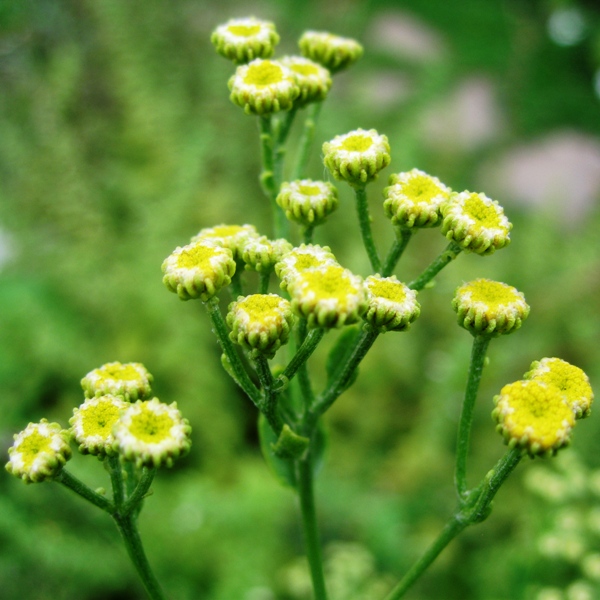 Пижма (Tanacetum)