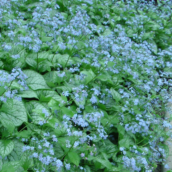 Бруннера (Brunnera)