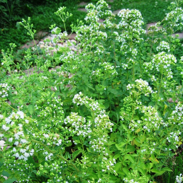 Майоран (Origanum Majorana)